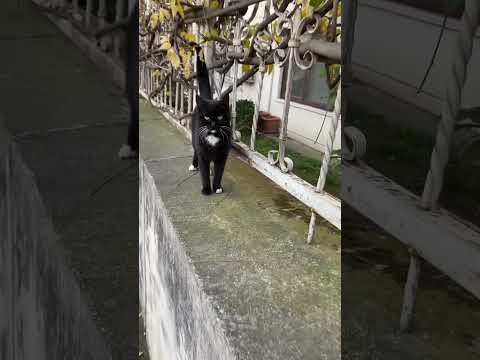 Oraya basma #keşfet #cat #kedi #kitten #catlover #kedivideoları #cute #shorts #funny #catvideos