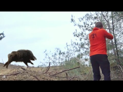 Huğlu Ovis 308 win ile yaban domuzu avı / Wild boar hunting! #okaysahin #wildboar #hunting