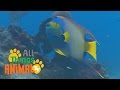 Understanding Fish and Their Habitats