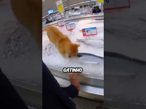 Gatinho espertinho foge com peixe na boca