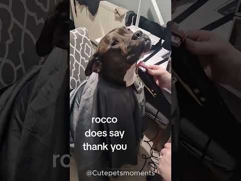 “When Your Pitbull Acts Like a Total Drama Queen ?”