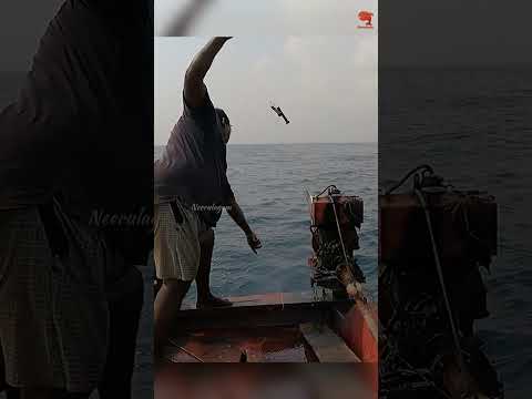 Barracuda Fishing Adventure  Squid Bait Success #fishing #fishingvideo #fishingtime