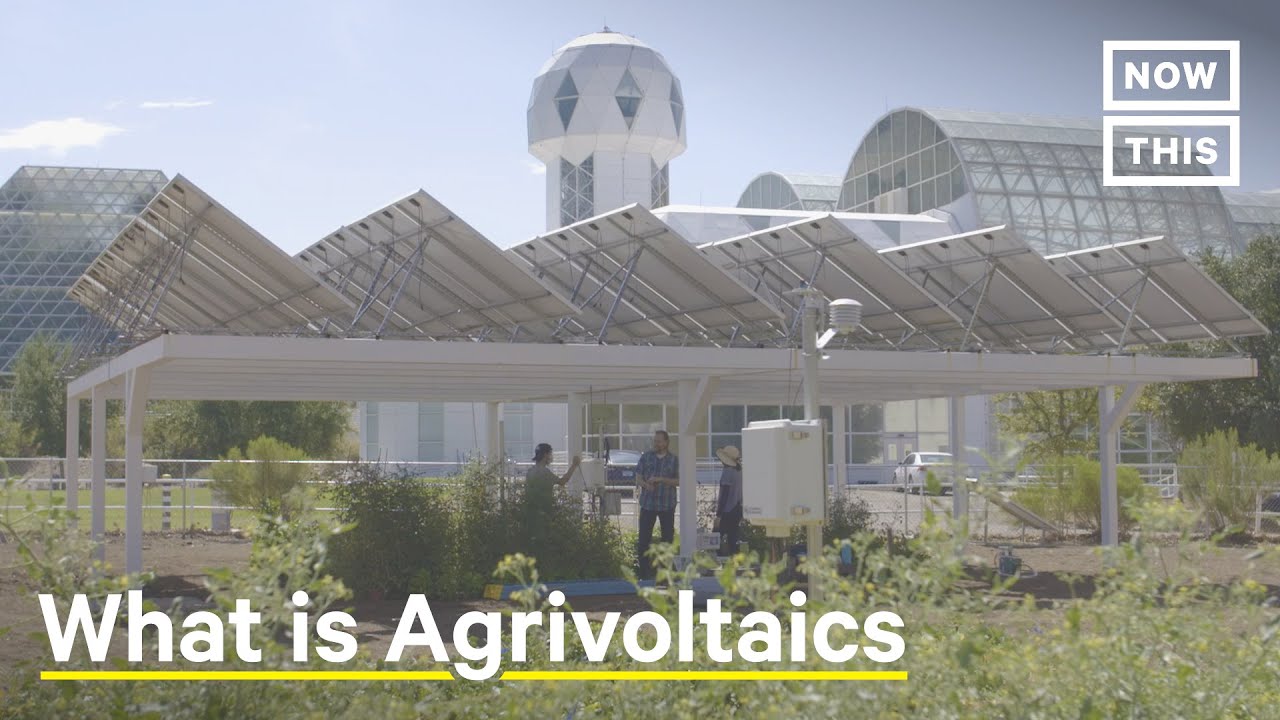 Agrivoltaics: Solar Panels Bring Life to Struggling Farms ?