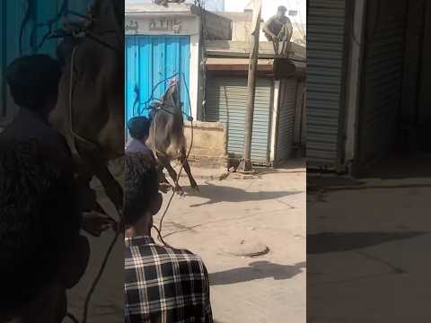 #qurbani2025#trending #cowmandi#shorts#cow#funny#viral#cowvideos#cowqurbani#viralshorts #fareedinfox