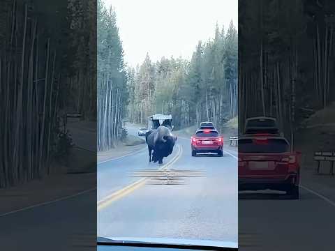 A bull charging at people#youtubeshorts #shorts #animal #rescue #ox
