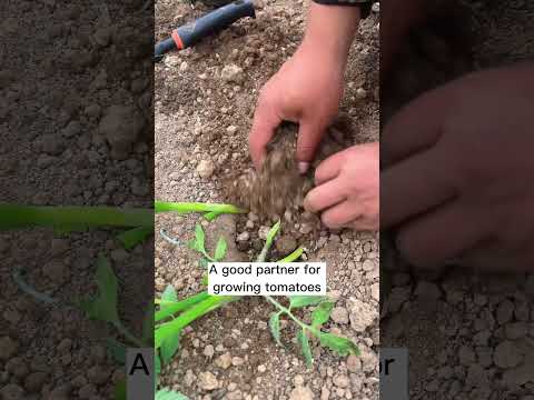 A good partner for growing tomatoes #shorts #plantingtips