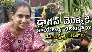 DRAGON FRUITS కాయలన్ని నిలబడ్డాయి|| TELUGU GARDEN VLOG