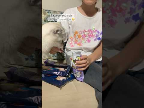 Kendi mamalarını görünce çıldırdı😅 #reklam yok #tiktok #tiktokcat #cat #kedi