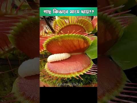 মাংসখেকো গাছ কিভাবে সম্ভব ? Venus Flytrap Unknown Fact's