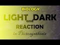 Photosynthesis Light and Dark Reactions