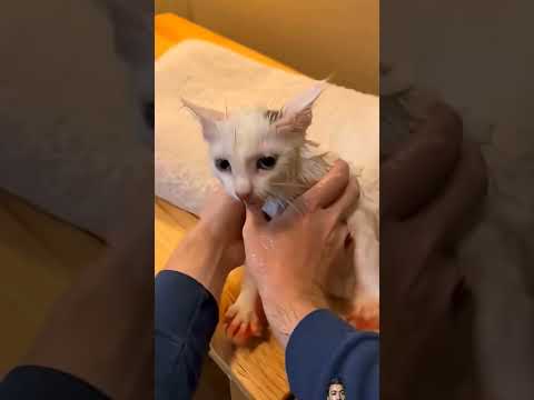 Real Love 🫶 #cat #respect100 #respecta #funnypet #viral #cute #lifeisbutadream #shorts