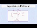 Ion Movement and Membrane Potential