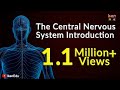 Nervous System Functions and Structures