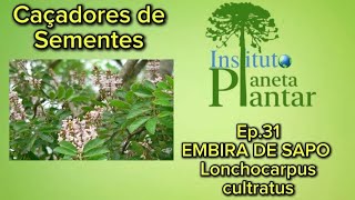 Caçadores de Sementes- Ep. 31 - EMBIRA DE SAPO - Lonchocarpus cultratus 
