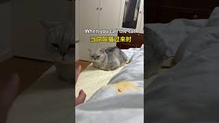 When you call the cat
