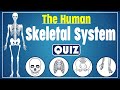 Human Skeletal System Functions