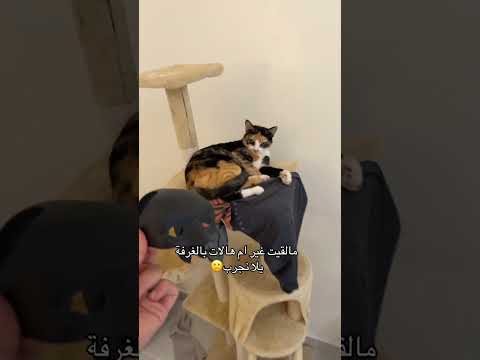 #cat #catfunny #قطط #catvideos #قطتي #اكسبلور #funnycatvideos #funnyanimal #funny #funnycat