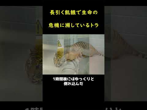 🐅骨が虎の歯に刺さっていた😥