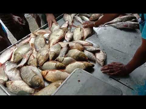 Amazing Carp Fish Video