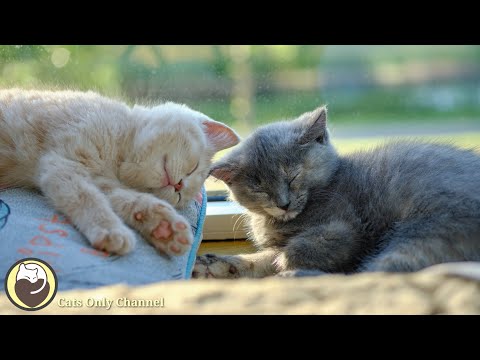 Music to Relax Cats - Stress Relief, Calming Music, Deep Sleep Music