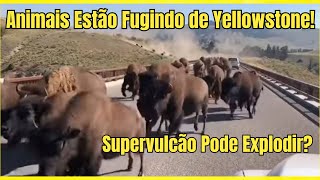 Animais estão fugindo do Parque Yellowstone - Supervulcão pode entrar em erupção?