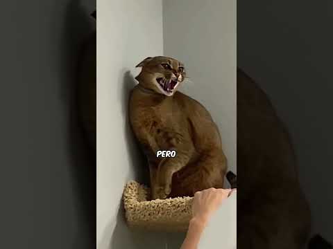 Este GATO odia a todos EXCEPTO a una persona😂