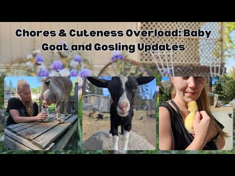 Chores & Cuteness Overload: Baby Goat and Gosling Updates
