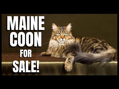 Maine Coon Cats For Sale Md 01 22