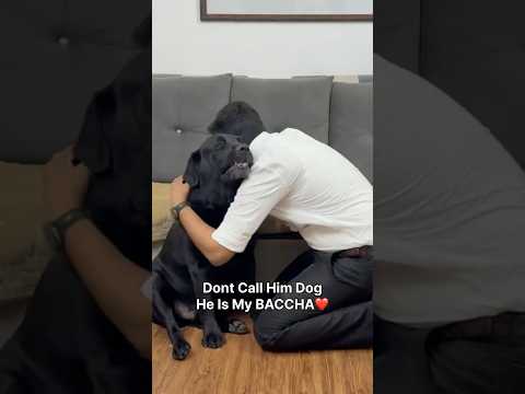 Ye Dog Nahi Mera Bacha Hai😍 #doglover #lucky