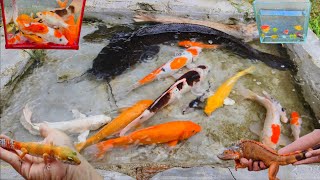 Catch big catfish in holes, ornamental fish, snakehead fish, toman fish, eels, turtles, betta fish,