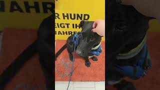 Die Uhr tickt 🥺 wir brauchen Hilfe! Ajucan Mallorca Hundehilfe