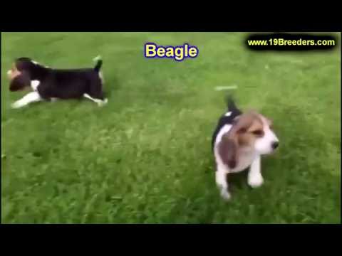 Beagle Puppies For Sale Illinois 07 2021