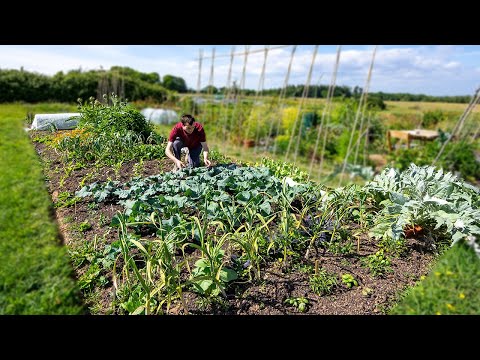 1st harvests of the year - Spring on the allotment patch and cooking with fresh vegetables Ep 3
