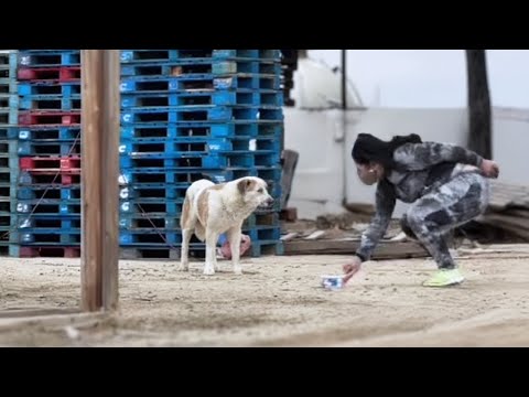 Depressed and Forgotten: Dog with Giant Tumor Wanders Alone for a Year Hoping for Love