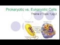 Prokaryotic and Eukaryotic Cells: Key Differences and Examples