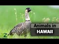 Hawaii Wildlife and Marine Life