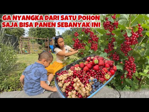 PANEN BUAH RED & WHITE CURRANT UNTUK BIKIN KUE