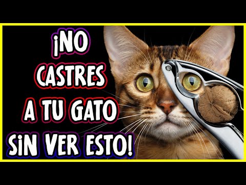 ¡NO ESTERILICES A TU GATO SIN ANTES SABER ESTO! - SiamCatChannel