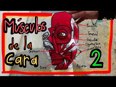 Músculos de la Cara 2 Maqueta de Papel