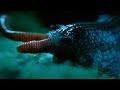 Rare Giant Snail Facts and Behavior