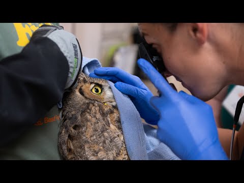 Animal Sanctuary Saves Owl Who Fell In Concrete Mixer