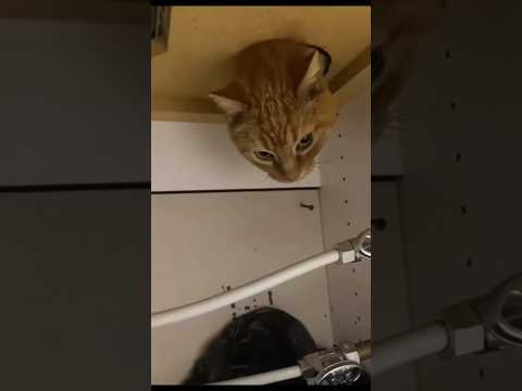 Fun animals 😂🤣 #funny #youtubeshorts #comedy #shorts #viralvideo #cat #animals