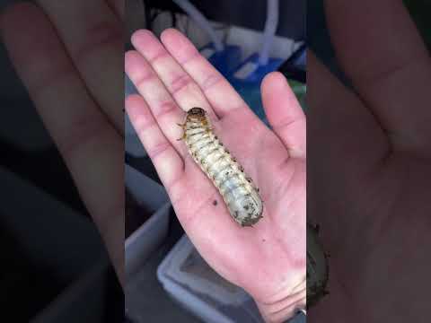 gigantic insects ! #bug #insect #animals #shortswithzita #rock_n_insectes