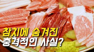당신이 살아있는 참치를 볼 수 없는 이유