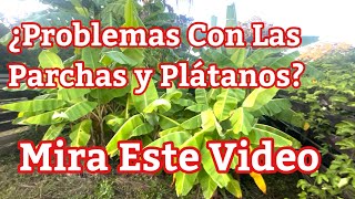 Excelentes Plataneras y Parchas