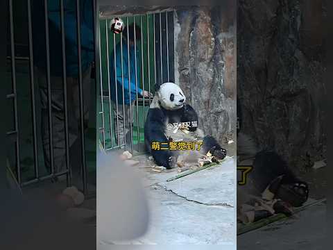 आदमी ने पांडा 🐼 को इंजेक्शन क्यों लगाया 🤯 !?!