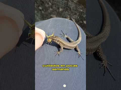 She Thought It Was a Bird Egg… But a Tiny Lizard Changed Her Life #animals #Friendship #Us