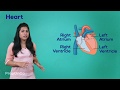 Circulatory System Concepts