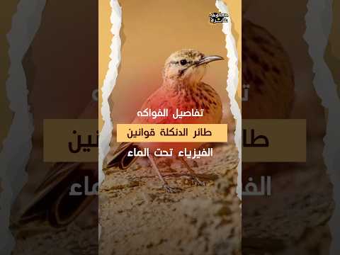 ليس مجرد طائر عادي.. تفاصيل السر البيولوجي العجيب الذي يجعله يمشي تحت الماء!