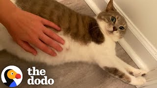 Pregnant Stray Cat Waited To Give Birth Until She Felt Safe | The Dodo